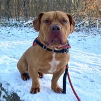 TORO, chien à adopter