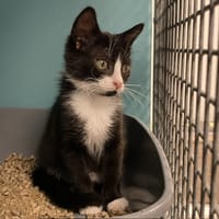BELAWONE(réservée), chatte à adopter