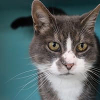 Kiwi, chat à adopter