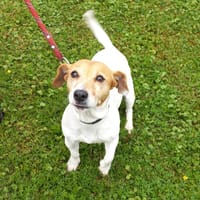 Maya, chienne à adopter