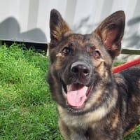 Vaya, chienne à adopter