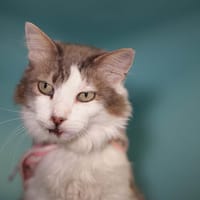 Fanny, chatte à adopter