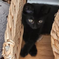 AIKA, chatte à adopter