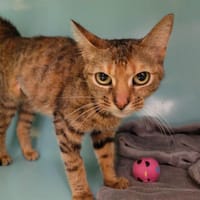 TSURI PAB27598, chatte à adopter