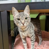 COLETTE A17124, chatte à adopter