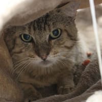 CHARLI, chat à adopter