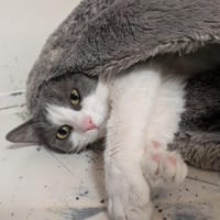 ADAM A17130, chat à adopter