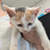 BRAHMA, chatte à adopter