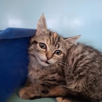 CRUMBLE, chatte à adopter