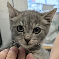 QUEEN B, chatte à adopter