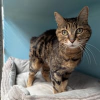 MIMINE A17129, chatte à adopter