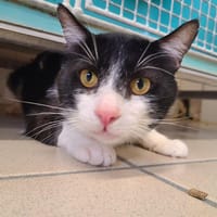 BABOU, chat à adopter