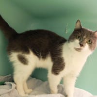 UCHI PAB27596, chat à adopter