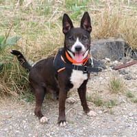 LOOPING  HAA24564, chien à adopter