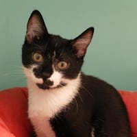 KOMI PAB27602, chatte à adopter