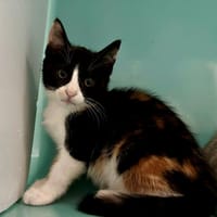 MELISSE, chatte à adopter
