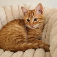 Rooky, chat à adopter
