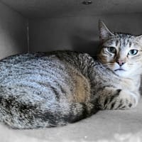 Hauméa, chatte à adopter