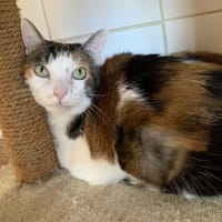 Jinnie, chatte à adopter