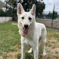 Crystal CAA13815, chienne à adopter