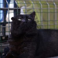 Chardon, chat à adopter