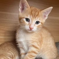 CHOCOLAT (Ellie) QCT, chatte à adopter
