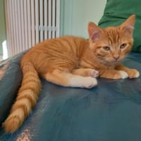 Atoll, chat à adopter