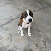 SAMAELLE, chienne à adopter
