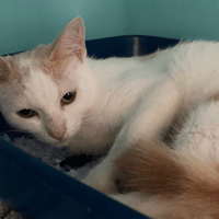 IKU, chat à adopter
