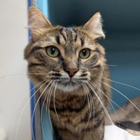 BRIDGERTON dit SIMBA A16716, chat à adopter