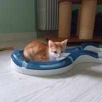 Argan, chat à adopter