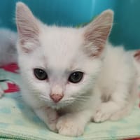 Mushu, chat à adopter