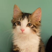 OTOSHI PAB27601, chat à adopter