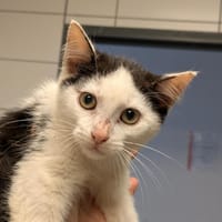 DEBUSSY, chat à adopter