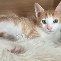 NESTLE (Sid) QCT, chat à adopter