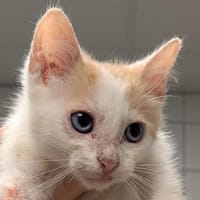 TCHAIKOVSKY, chat à adopter