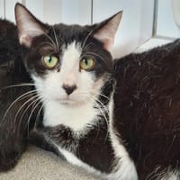 DROSOPHILE, chat à adopter