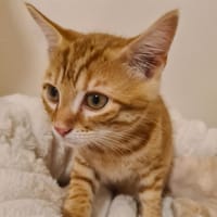 CARAMEL, chat à adopter