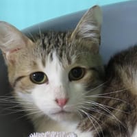 FLEUR, chatte à adopter