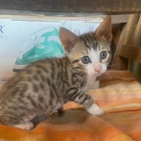 TAIGA, chatte à adopter