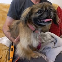 Wicket, chienne à adopter