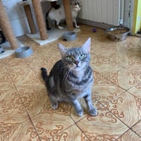 Volga, chatte à adopter