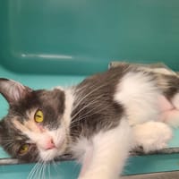 Plume, chatte à adopter