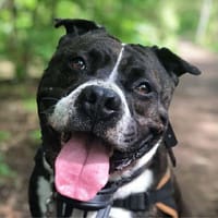 HADES, chien à adopter