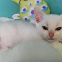Cherry, chatte à adopter