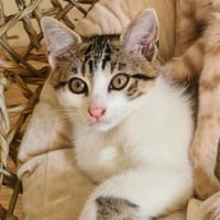 Osiris, chat à adopter