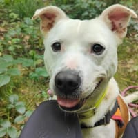 WHITE, chien à adopter