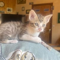 TABI, chat à adopter