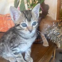 TAYA, chatte à adopter