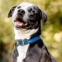CRAVATE, chien à adopter